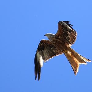 Red Kite