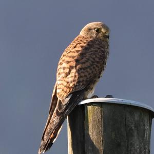 Common Kestrel