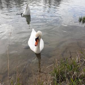 Mute Swan