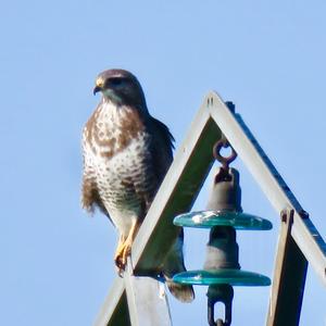 Mäusebussard