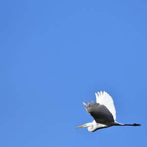 Great Egret