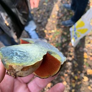 Lurid Bolete