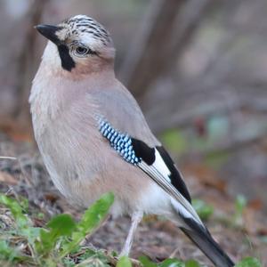 Eurasian Jay