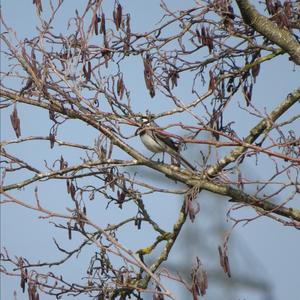 White Wagtail