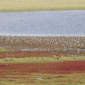 Eurasian Golden Plover