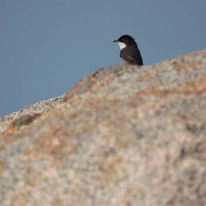 Sardinian Warbler