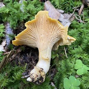 Chanterelle, Common