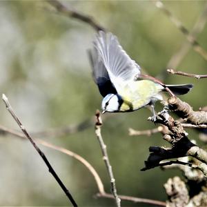 Blue Tit