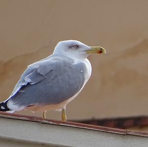 Herring Gull