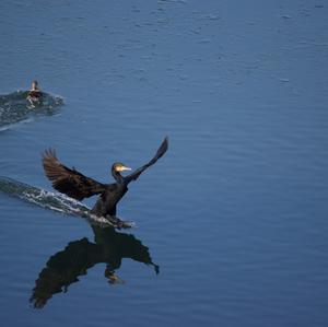 Great Cormorant