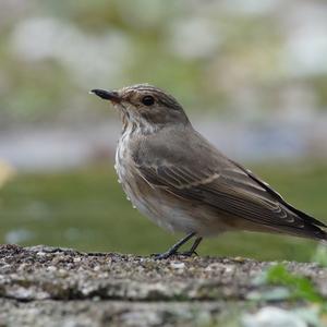 Spotted Flycatcher