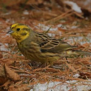 Yellowhammer