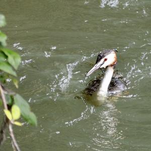 Great Crested Grebe