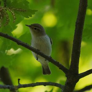 Bonelli's Warbler