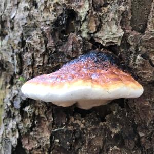 Red-belted Polypore