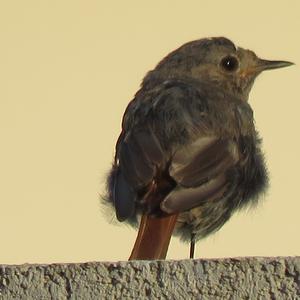 Black Redstart