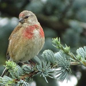 Eurasian Linnet