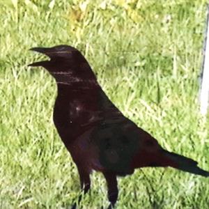 American Crow