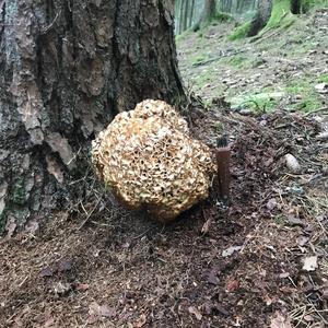 Eastern Cauliflower Mushroom