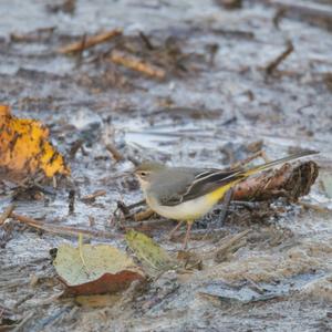 Grey Wagtail