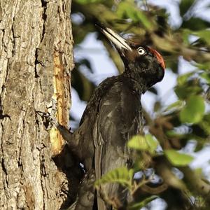 Black woodpecker