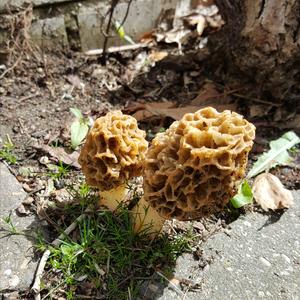 Yellow Morel