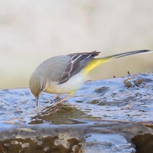 Grey Wagtail