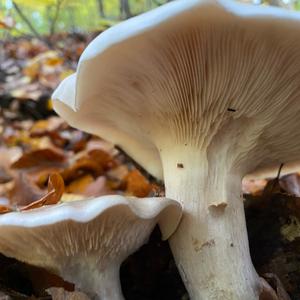 Cloudy Clitocybe