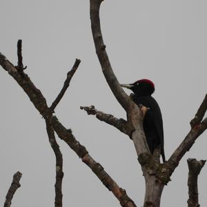 Black woodpecker