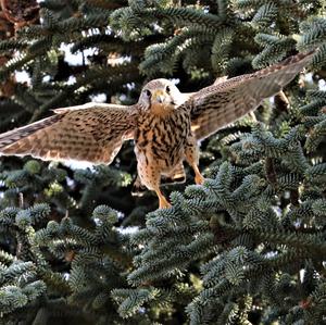 Common Kestrel