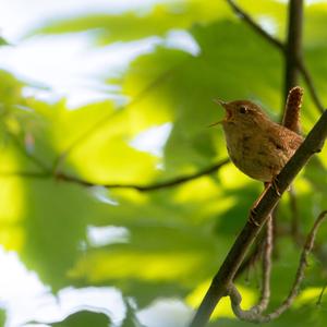 Winter Wren