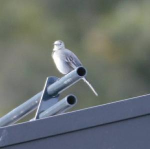 White Wagtail