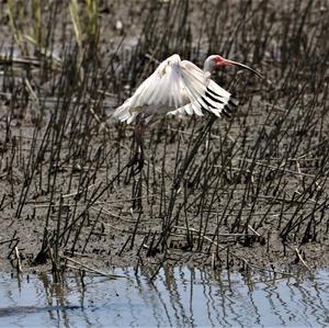 White Ibis