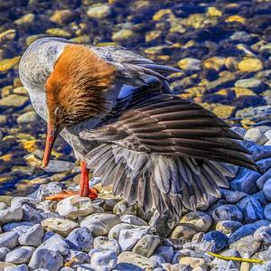 Common Merganser