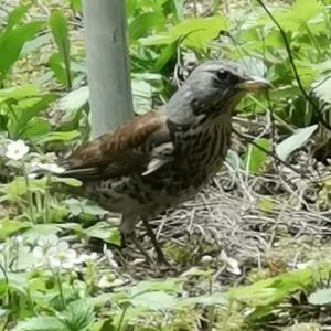 Fieldfare