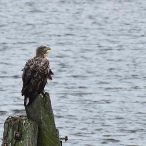 White-tailed Eagle