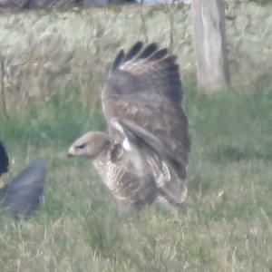 Common Buzzard