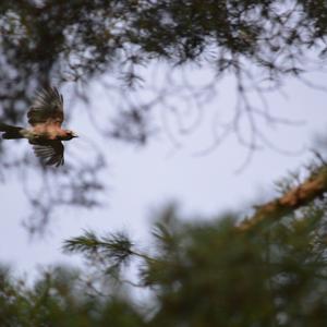 Eurasian Jay