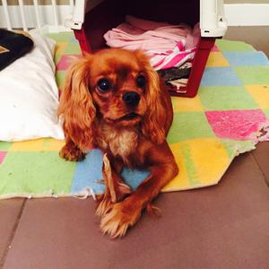 Cavalier King Charles Spaniel