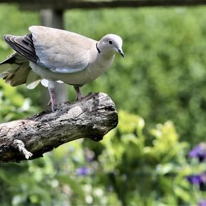 Eurasian Collared-dove