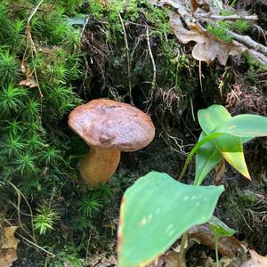 Bay Bolete