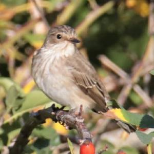 Spotted Flycatcher