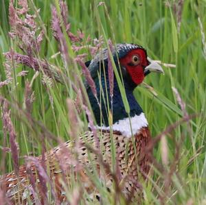 Common Pheasant