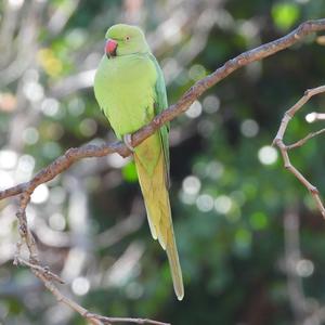 Rose-ringed Parakeet