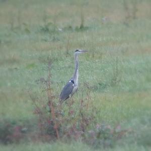 Grey Heron