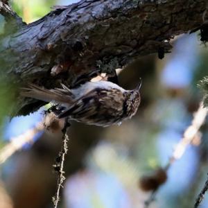 Short-toed Treecreeper