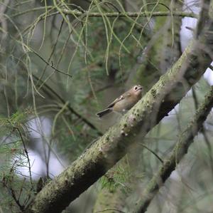 Goldcrest