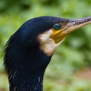 Great Cormorant