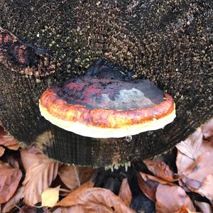 Red-belted Polypore