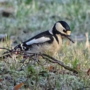 Great Spotted Woodpecker